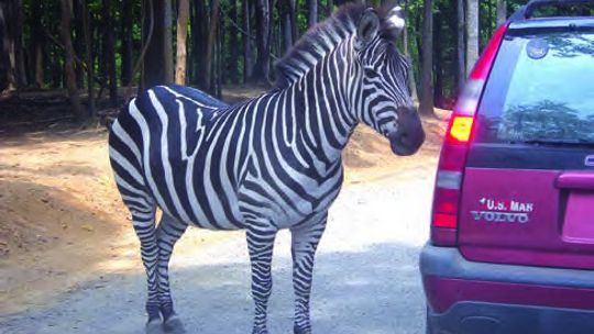 Experience Virginia’s Only Drive-Thru Safari Adventure at Virginia Safari Park.