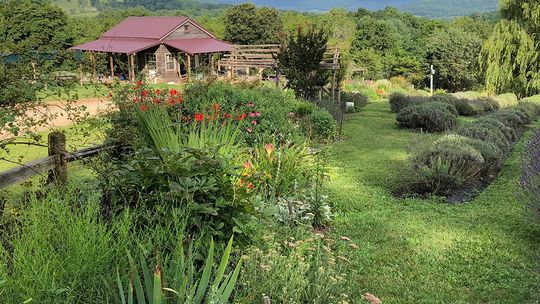 For the Love of Lavender, visit Lavender Fields at Tantivy Farm