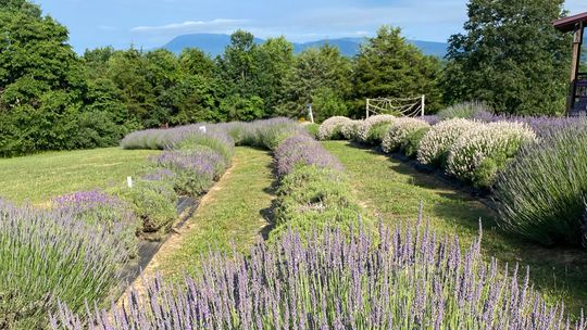 For the Love of Lavender, visit Lavender Fields at Tantivy Farm