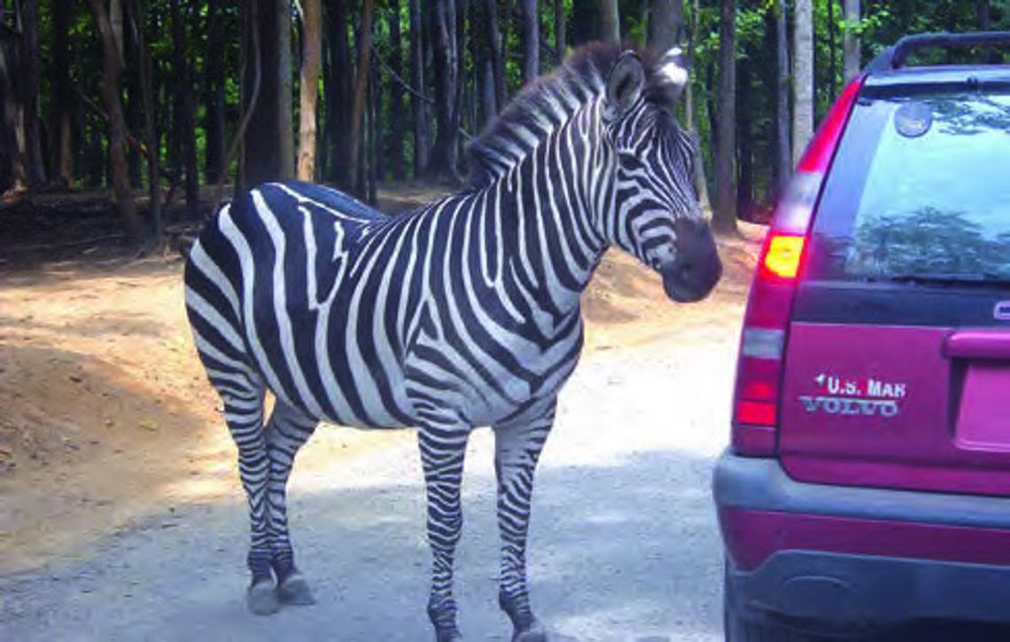 Experience Virginia’s Only Drive-Thru Safari Adventure at Virginia Safari Park.